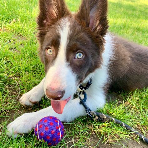 brown border collies for sale.